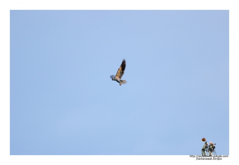 black-shouldered-kiteoct55_1.jpg