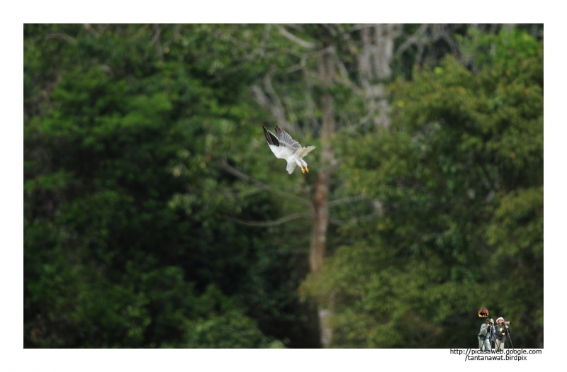 black-shouldered-kites