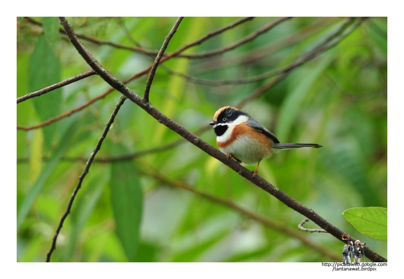 black-throated-tit