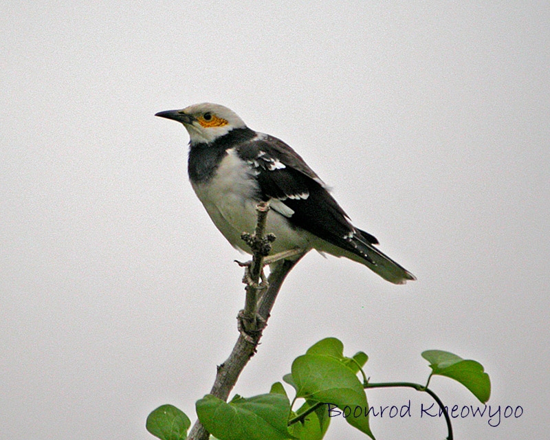 blackcollared-starling.jpg