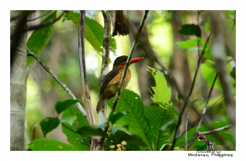 blue-capped-wood-kingfisher.jpg