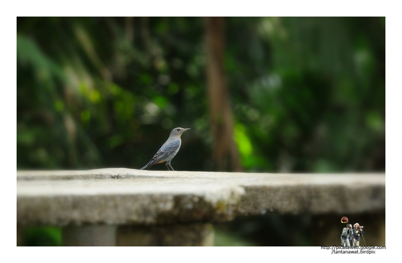 blue-rock-thrush