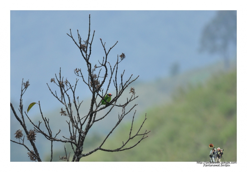 blue-throated-barbet