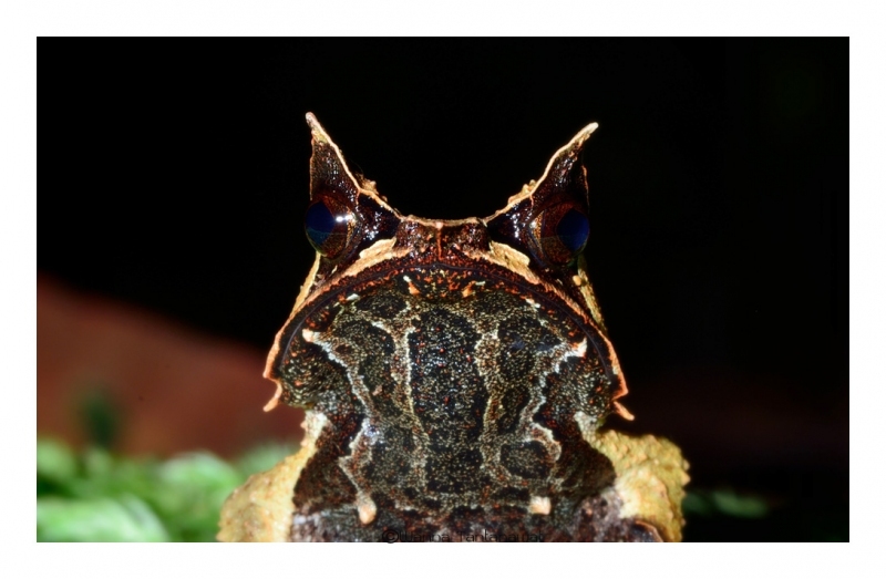 bornean-horned-frog_3.jpg