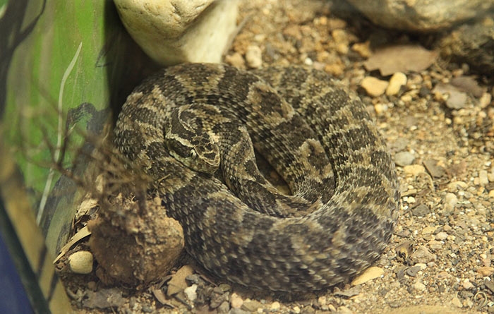 bothrops_erythromelas.jpg