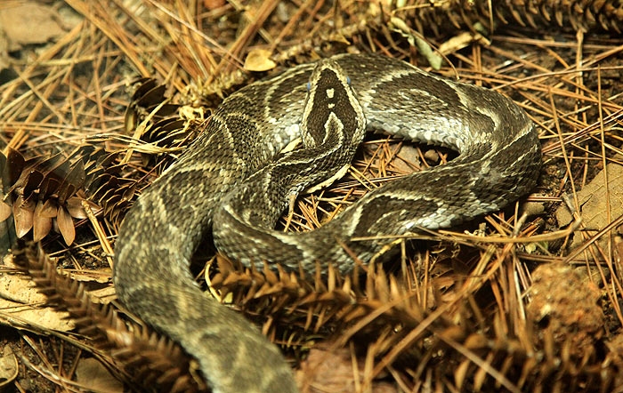 bothrops_fonsecai.jpg