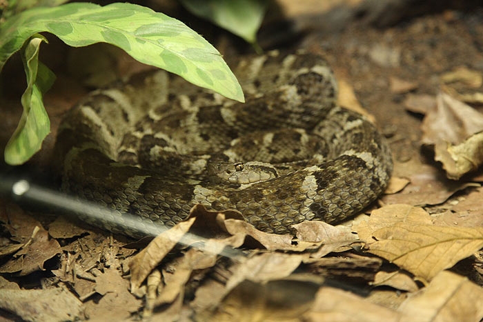 bothrops_leucurus.jpg