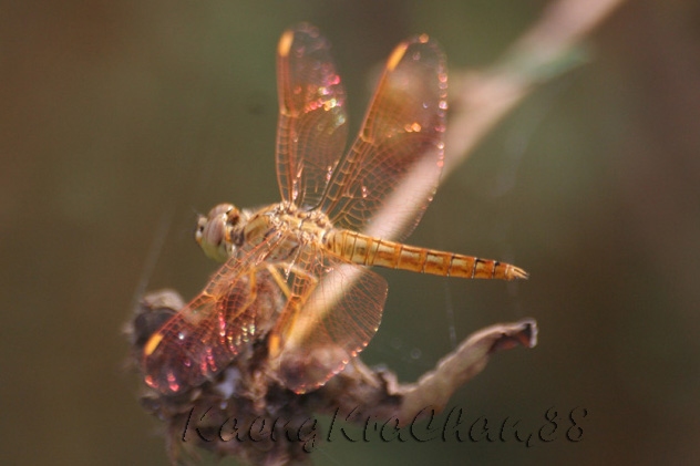 brachythemis_contaminata.jpg