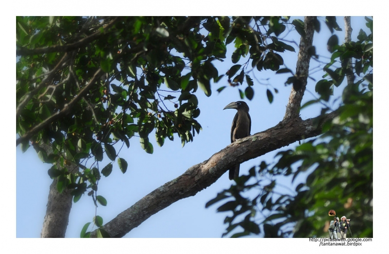 brown-hornbill