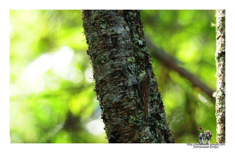 brown-throated-treecreeper