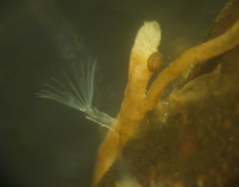 Bryozoa ชนิดที่ 2