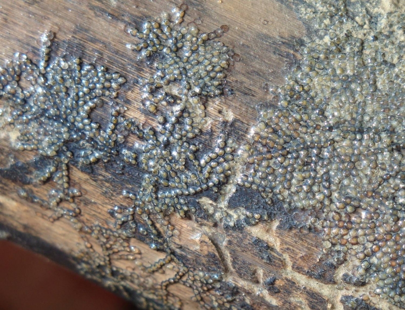 Bryozoa ชนิดที่ 2 ลักษณะของ colony บนตอไม้