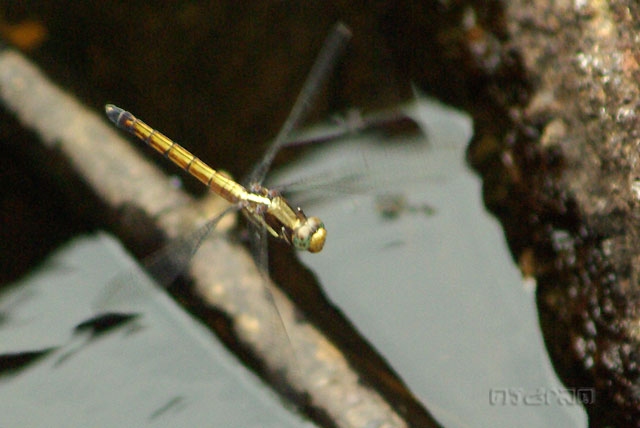 แมลงปอบ้านเสือชนิดหนึ่งกำลังจะวางไข่ในแอ่งน้ำ Orthetrum sp.