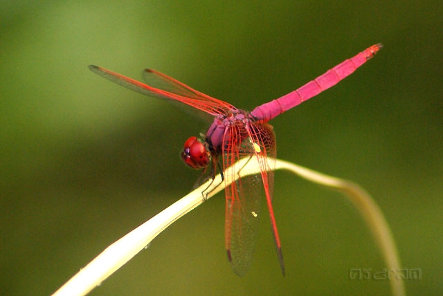แมลงปอบ้านไตรมิตรผู้ม่วงTrithemis  aurora ตัวผู้