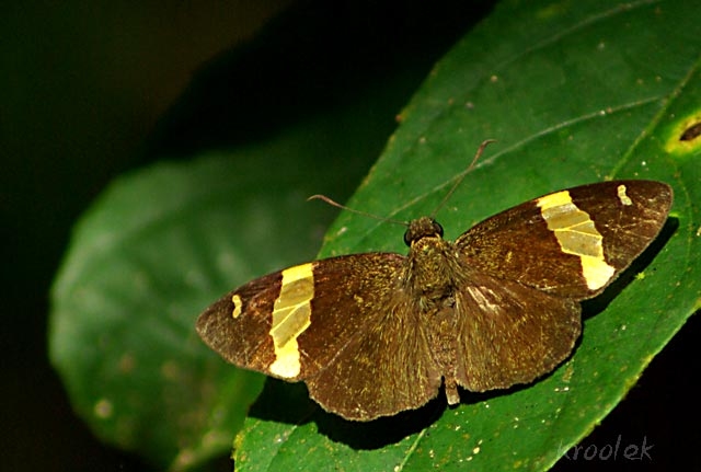 ปีกราบแถบทองสีคล้ำ Celaenorrhinus aurivittatus