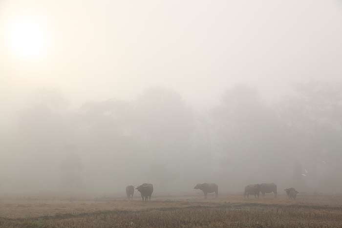 buffalo_mist.jpg