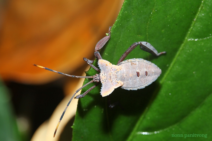 bug_muan.jpg