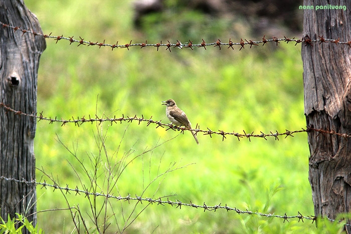 bulbul.jpg