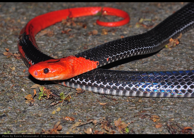 งูสามเหลี่ยมหัวแดง Bungarus flaviceps
