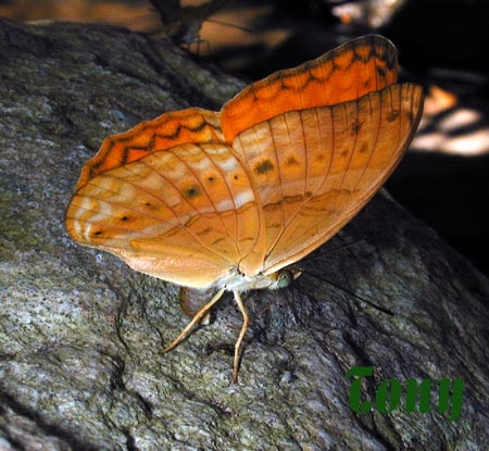 ผีเสื้อสีอิฐธรรมดา (Cirrochroa tyche) ตัวนี้แหละครับที่มีมากมายถูกรถชนบาดเจ็บล้มตายเกลื่อนถนนน่าสงสารมากๆ เจ้าตัวนี้ฉลาดหน่อยมาอยู่ในป่าในดง (ภาพโดยคุณโทนี่)