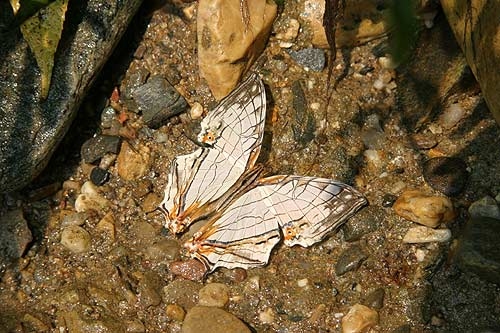 ผีเสื้อแผนที่ธรรมดา (Cyrestis thyodamas) ชื่อต่อท้ายด้วย “ธรรมดา” ก็บอกอยู่ แล้วว่าพบง่าย แต่ผมเพิ่งพบเป็นครั้งแรก