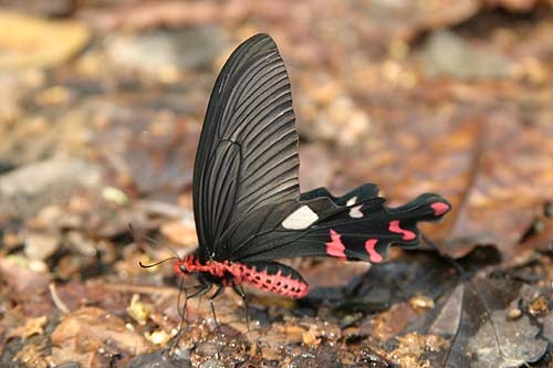 ผีเสื้อหางตุ้มใหญ่ (Parides dasarada) เป็นผีเสื้อที่หายาก และสวยงามมาก ตัวนี้มาทักทายผมที่ริมห้วยดงวี้ก่อนเดินทางกลับบ้าน