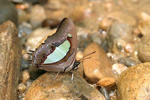 ผีเสื้อเหลืองหนามธรรมดา (Polyura athamas) ชื่อต่อท้ายด้วย “ธรรมดา” แต่ก็สวยไม่ธรรมดา