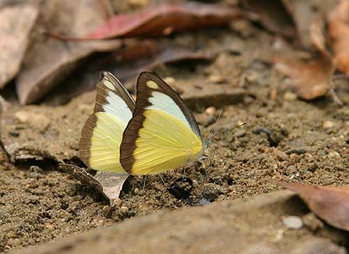 ผีเสื้อหนอนใบกุ่มขอบตาลไหม้ (Appias lyncida)