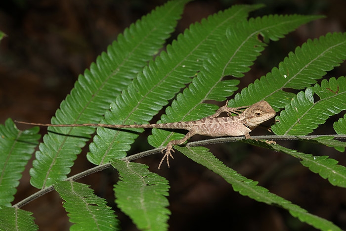 Calotes หำน้อย