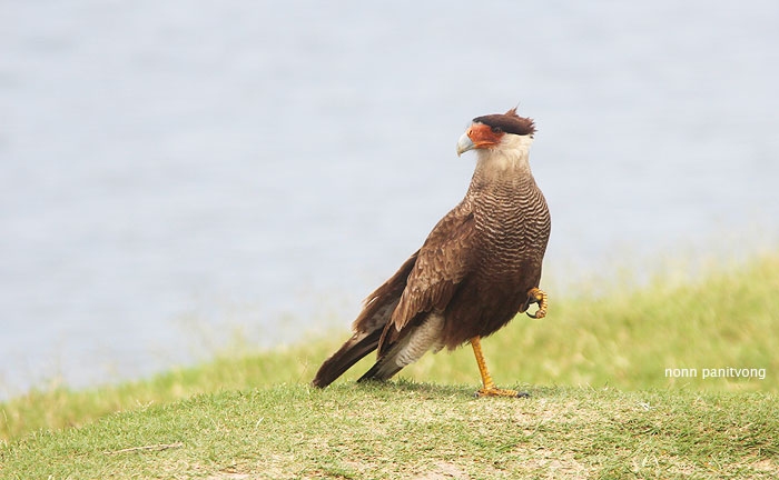 Southern Crested Caracara (Caracara plancus) เจอเยอะ เก็บกินซากริมถนน