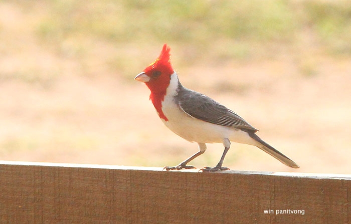 Red-crested Cardinal (Paroaria coronata) 