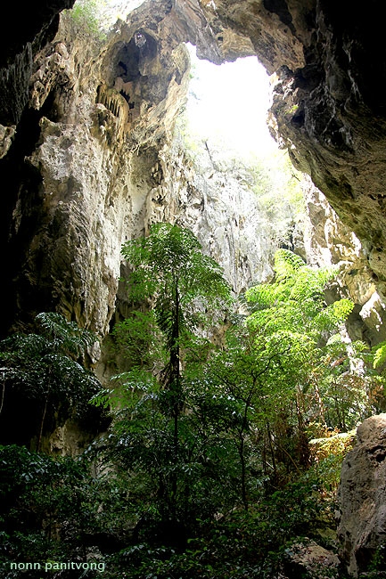 ป่าในถ้ำ ต้นเด่นๆก็เห็นจะเป็น ปาล์มเต่ารั้ง