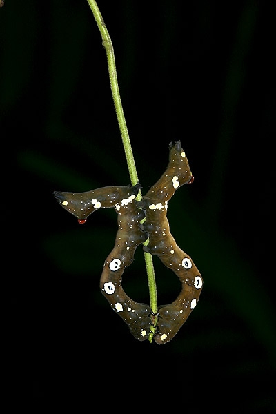 หนอนของตัวอะไร และมันพยายามทำอะไรกันครับเนี๊ย?