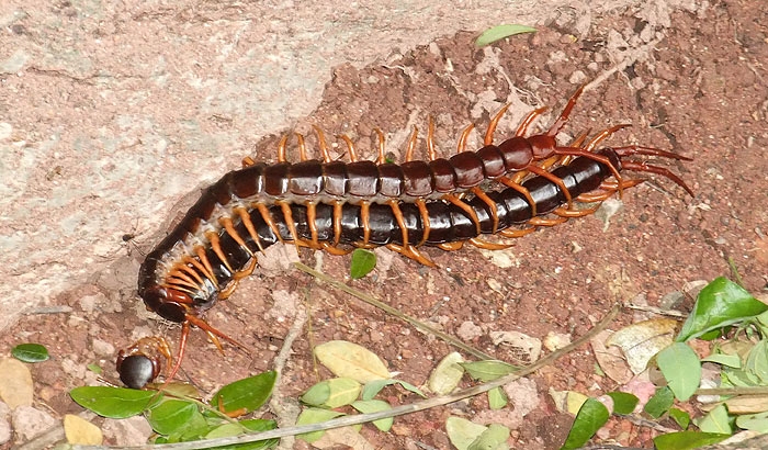 centipes.jpg