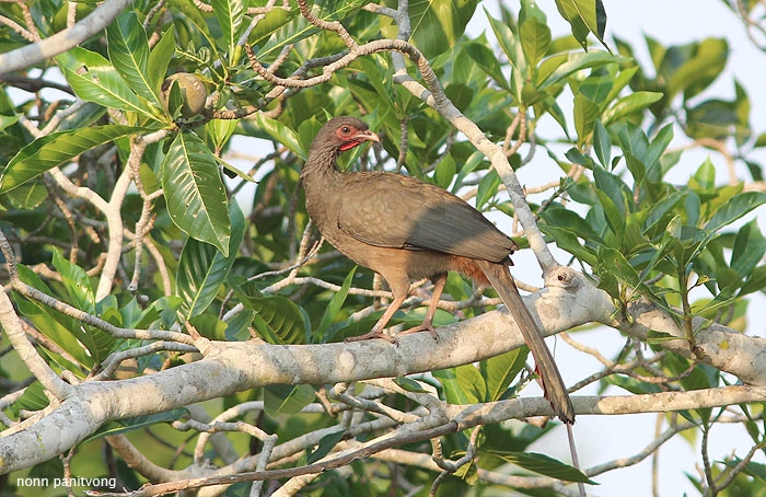 Chaco Chachalaca (Ortalis canicollis