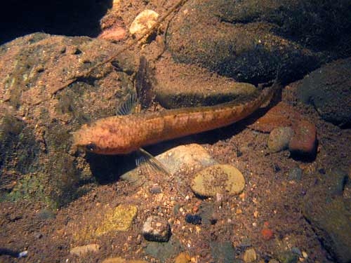 ปลาก้าง (Channa limbata) แอบนอนนิ่งอยู่ในซอกหิน