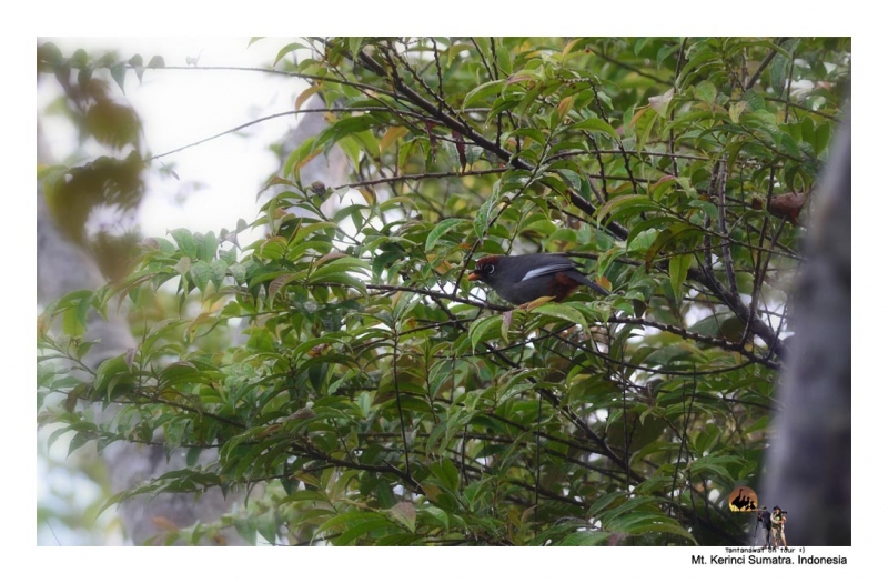 chestnut-capped-laughingthrush.jpg