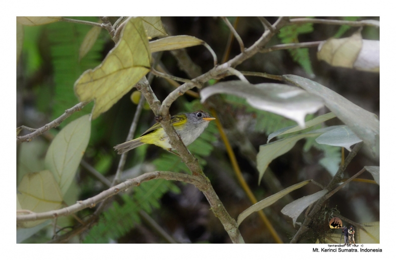 chestnut-crowned-warbler.jpg