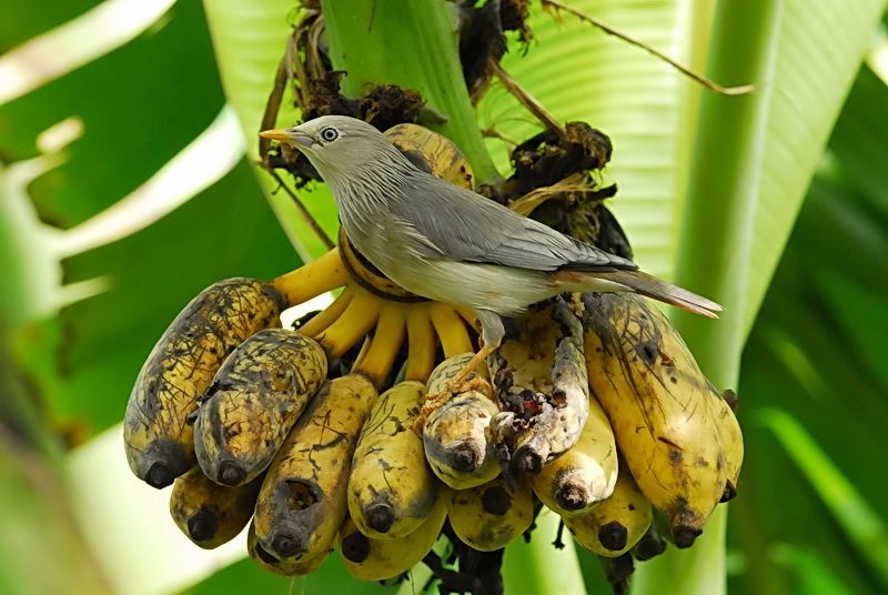 chestnut-tailed_starling-1.jpg