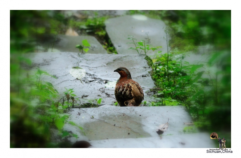 chinese-bamboo-partridge_1.jpg