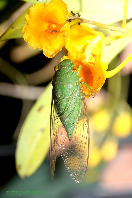 cicada_green.jpg