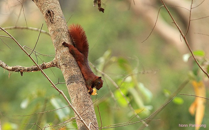 Callosciurus finlaysonii cinnamomeus ชนิดย่อยจากฝั่งตะวันออก (ระยอง, จันทบุรี, ตราด)