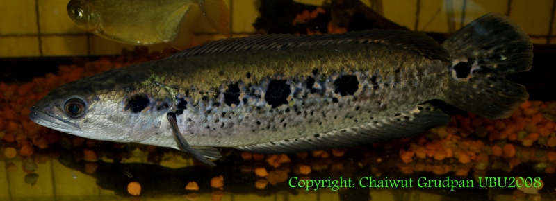 Channa pleurophthalma