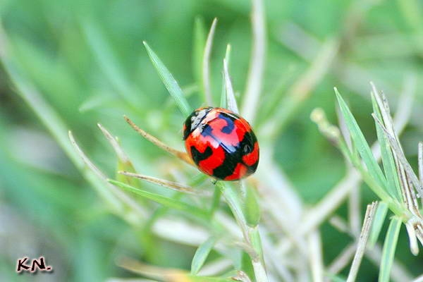 coccinella_trasversalis.jpg