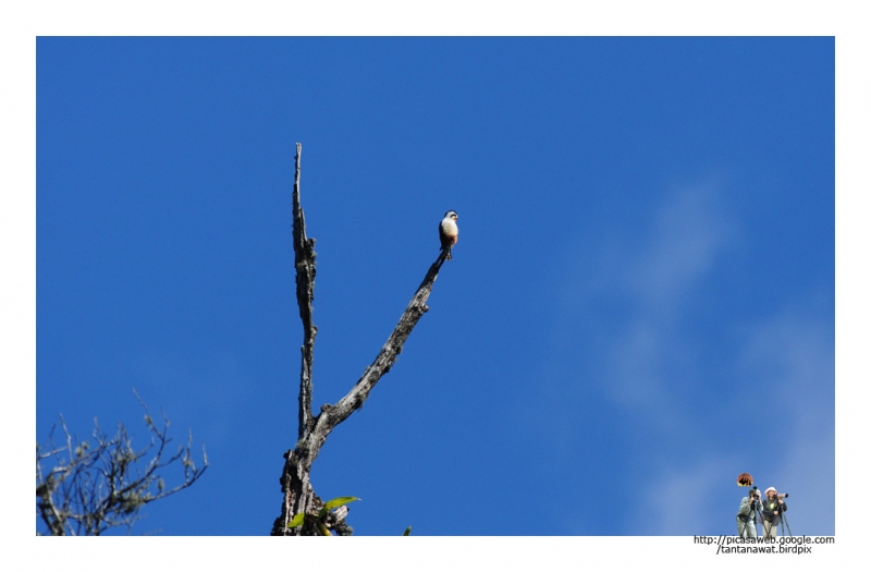 collared-falconet