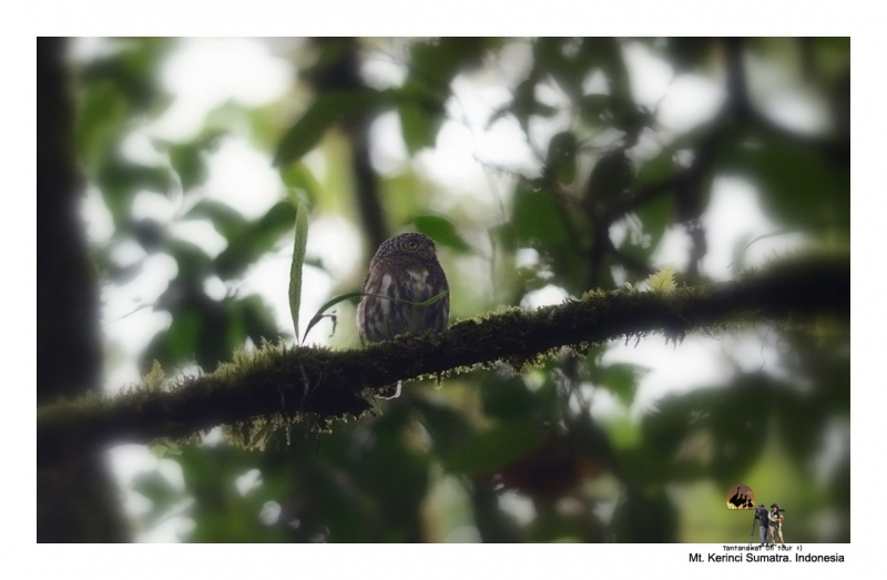 collared-owlet.jpg