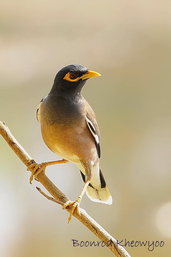 common-myna-1.jpg