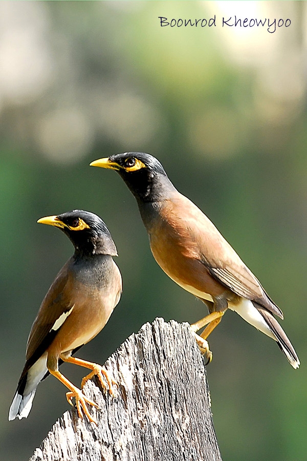 common-myna-2.jpg