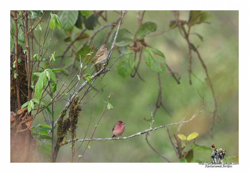 common-rosefinch
