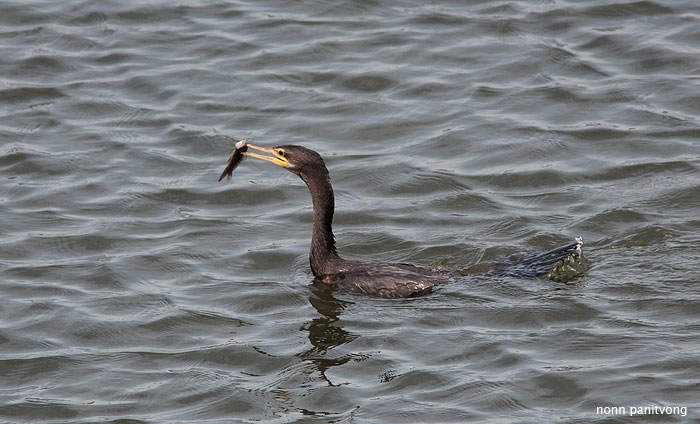 Neotropic Comorant (Phalacrocorax brasilianus) กำลังกินปลาอะไร ต้องฝากพี่โทนี่ดู